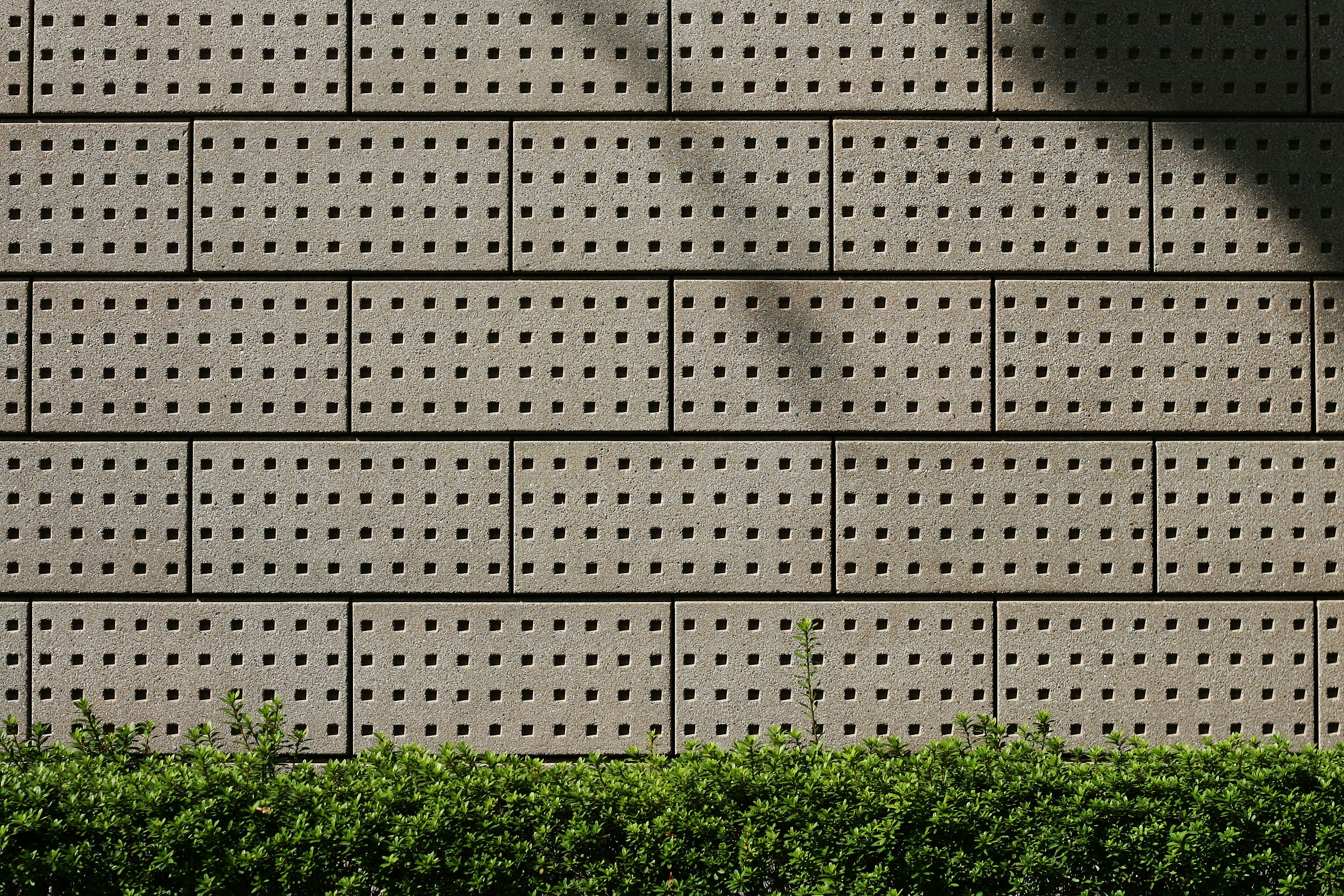 green leafed plants on gray concrete brick wall